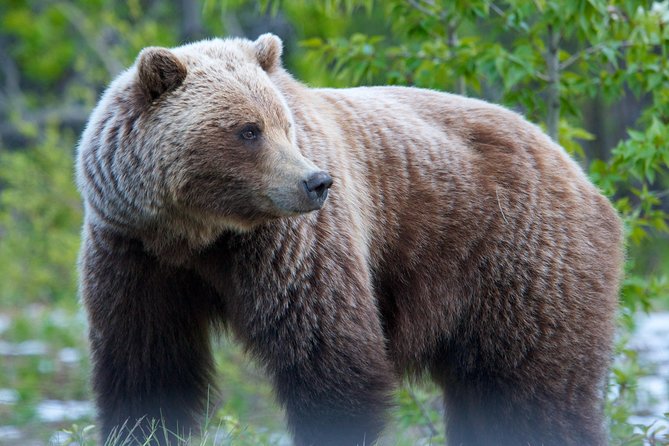 KLUANE NATIONAL PARK - Day-Trip from Whitehorse - Yukon Visitor Information Centre: Use It Like a Field Guide