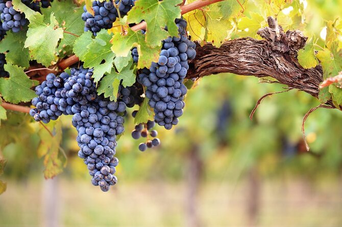 Lake Country Half Day Guided Wine Tour With 4 Wineries - Stop 1: Arrowleaf Cellars and the Terroir-Driven Pitch