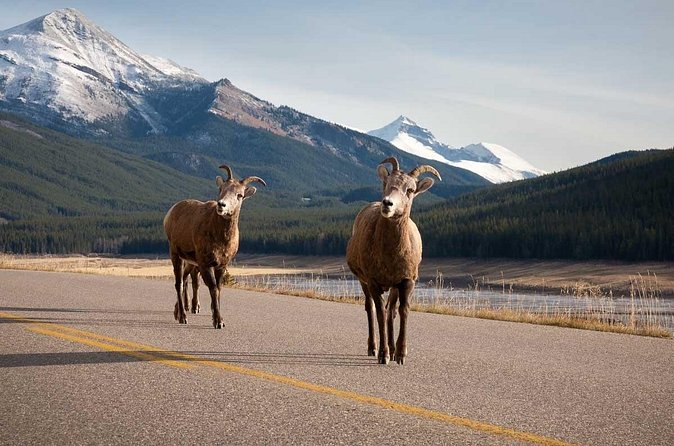 Lake Louise Moraine Lake Icefield Parkway Full Day Private Tour - Bow Lake: a slower, photo-first pause
