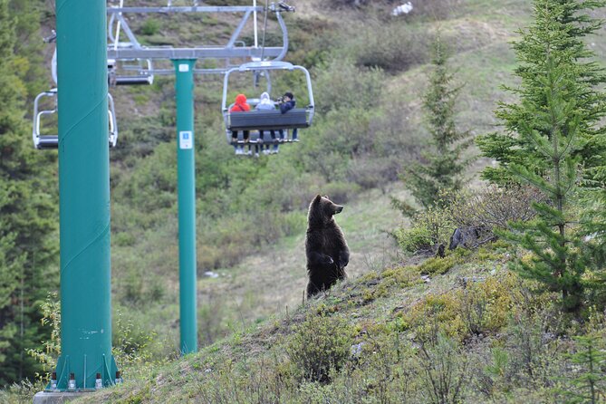 Lake Louise Summer Gondola Experience - Stop at the top: Wildlife Interpretive Centre entry included