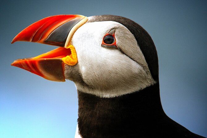 Late Season Puffin & Scenic Coastal Cruise - Key things I’d plan around before you go