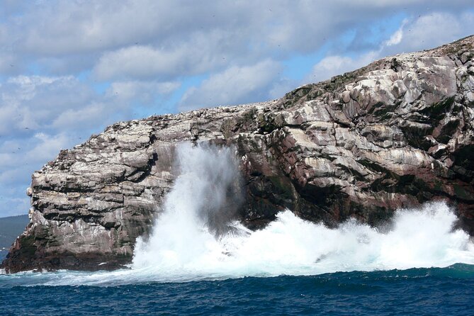 Late Season Puffin & Scenic Coastal Cruise - Bay Bulls (Bull Head): the sheltered zone where birds show up