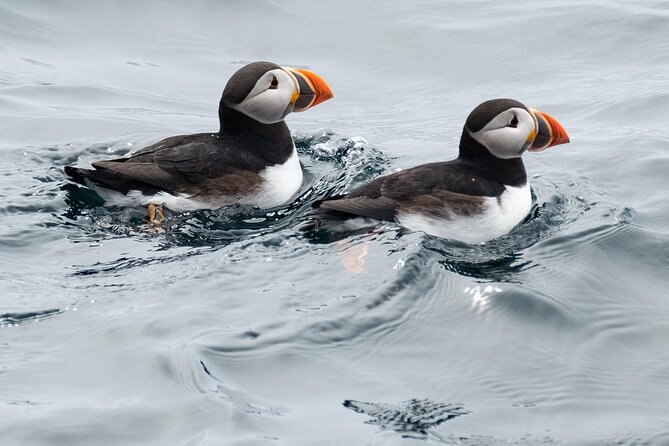 Late Season Puffin & Scenic Coastal Cruise - The crew, narration, and the fun part that keeps you engaged
