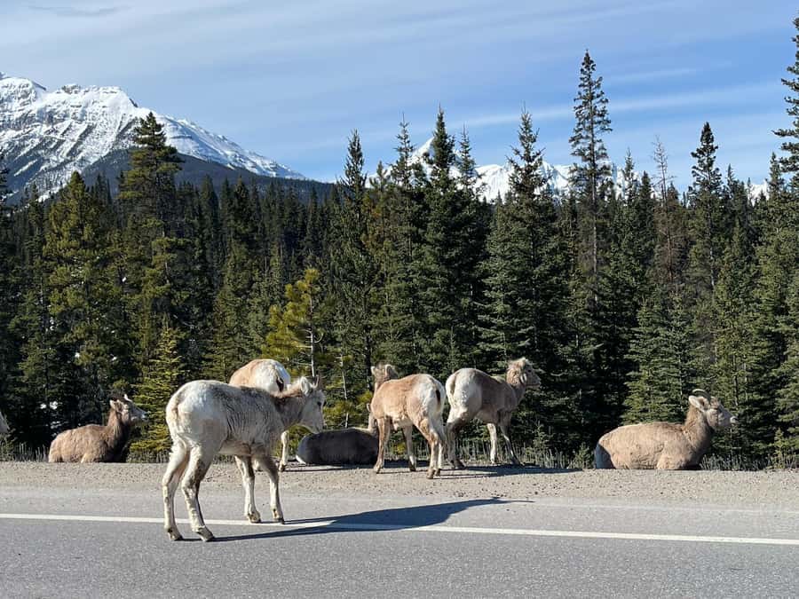 Louise, Moraine/Johnston Canyon, Minnewanka & Banff Town - Guides and comfort, what the small group really changes