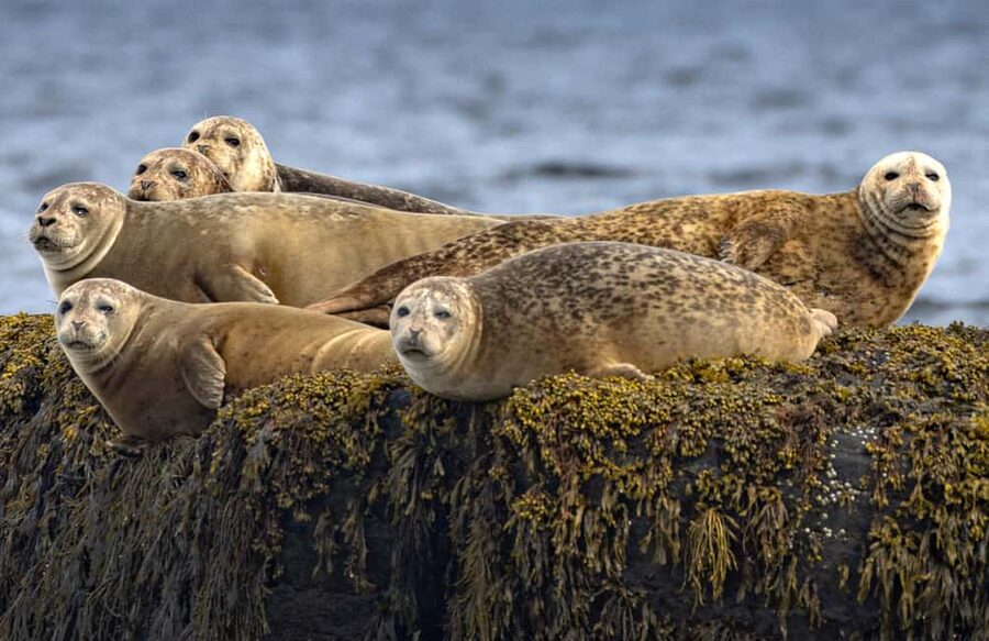 Lunenburg: Zodiac Wildlife Tour with Naturalist Guide - Key highlights that make this tour worth your time