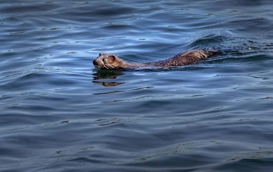Lunenburg: Zodiac Wildlife Tour with Naturalist Guide - Photo and comfort tips for an open-water ride
