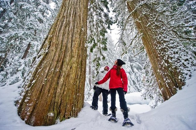 Medicine Trail Snowshoe Tour - Key Highlights You’ll Care About