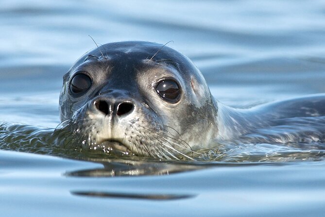 Meet The Seals Boat Tour - Travel by boat to a Secret Seal Cove - Meet The Seals Boat Tour in Pictou: what you get for $89.91