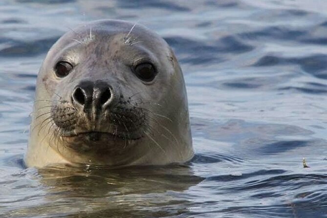 Meet The Seals Boat Tour - Travel by boat to a Secret Seal Cove - The small-group feel: why this cruise works better than big tours