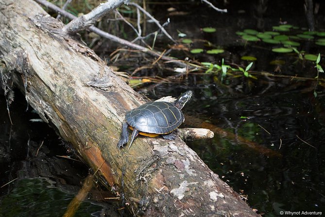 Mersey River Quickie Adventure - 2 Hours - The guide experience: culture, nature, and history told while you paddle