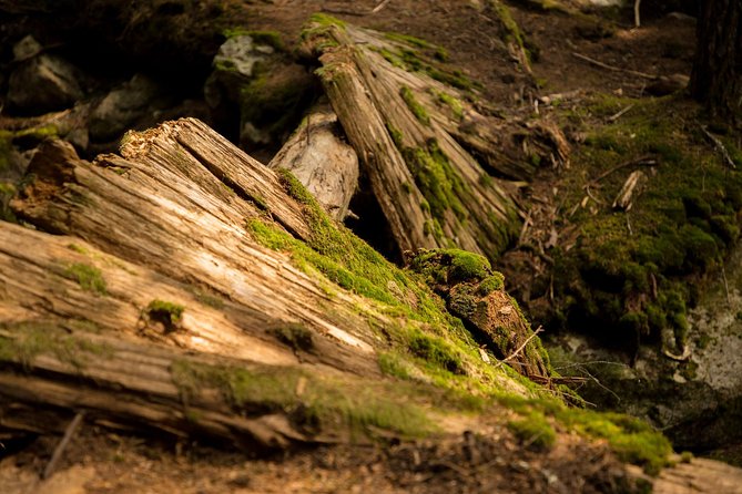 Mesmerizing Nature Walk in Lynn Canyon Park - Should you book this Lynn Canyon Park tour?