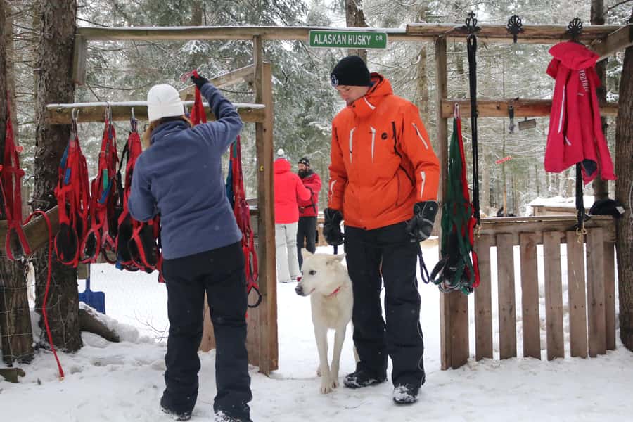 Mont-Tremblant: Dogsledding Valley Adventure - On the Trail: Hills, Winding Forest Turns, and Real Teamwork