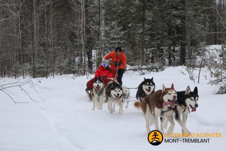 Mont-Tremblant: Dogsledding Valley Adventure - Back at the Kennel: Petting Cookies, Puppies, and a Warm Soup Finale