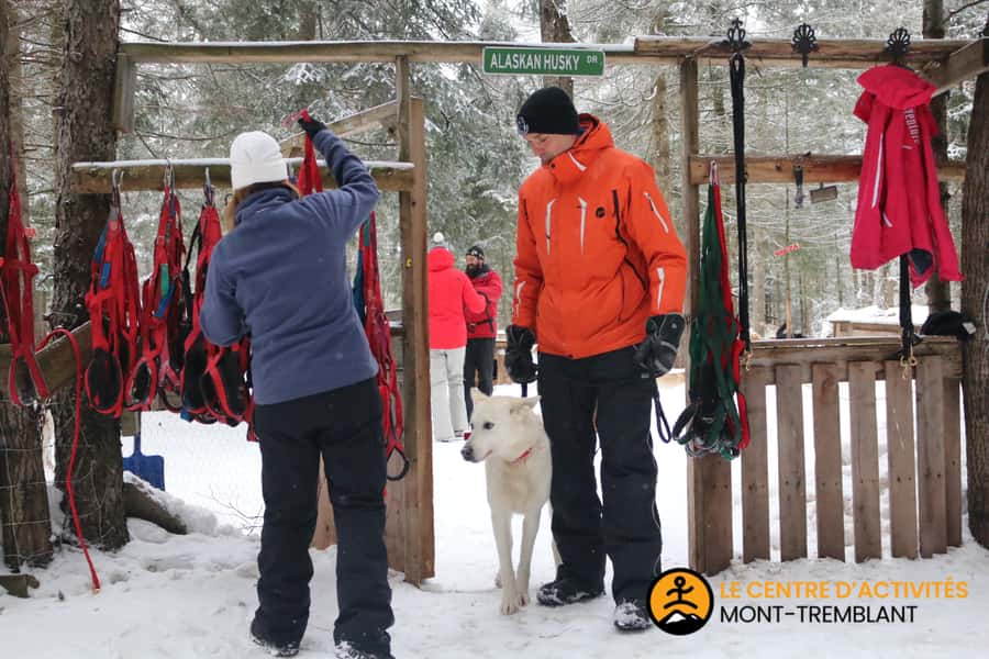Mont-Tremblant: Dogsledding Valley Adventure - Who This Tour Fits (and Who Should Skip It)