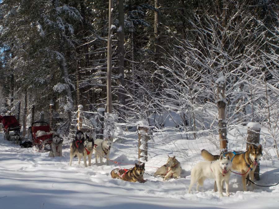 Mont-Tremblant: Dogsledding Valley Adventure - Harnessing, Sled Positions, and the Stuff You Actually Need to Know