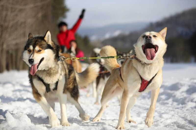 Mont-Tremblant: Guided Dogsledding Tour with Hot Chocolate - The one-hour mushing loop: pine forest glide and valley views
