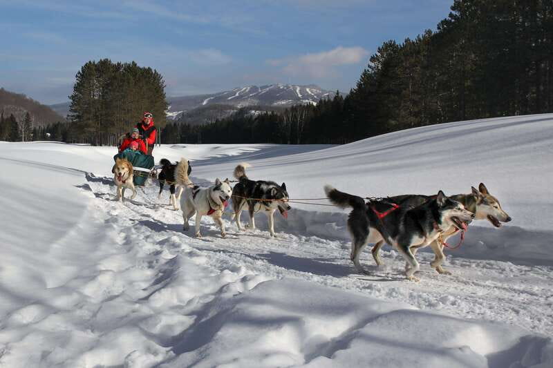 Mont-Tremblant: Guided Dogsledding Tour with Hot Chocolate - Hot chocolate and cookies in a yurt at the end