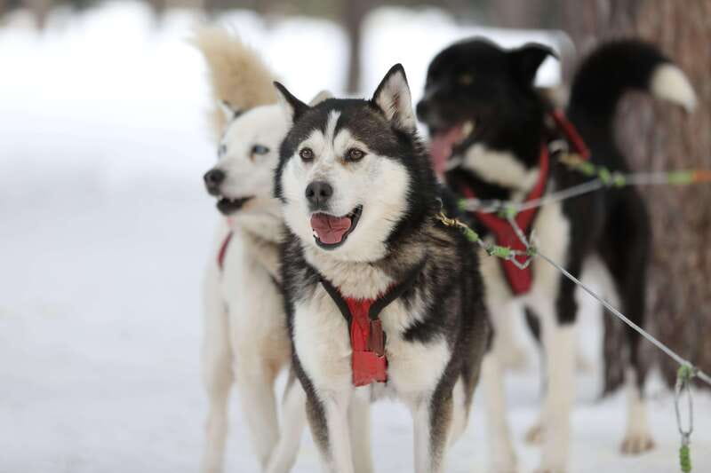 Mont-Tremblant: Guided Dogsledding Tour with Hot Chocolate - Price and value: what $213 buys you
