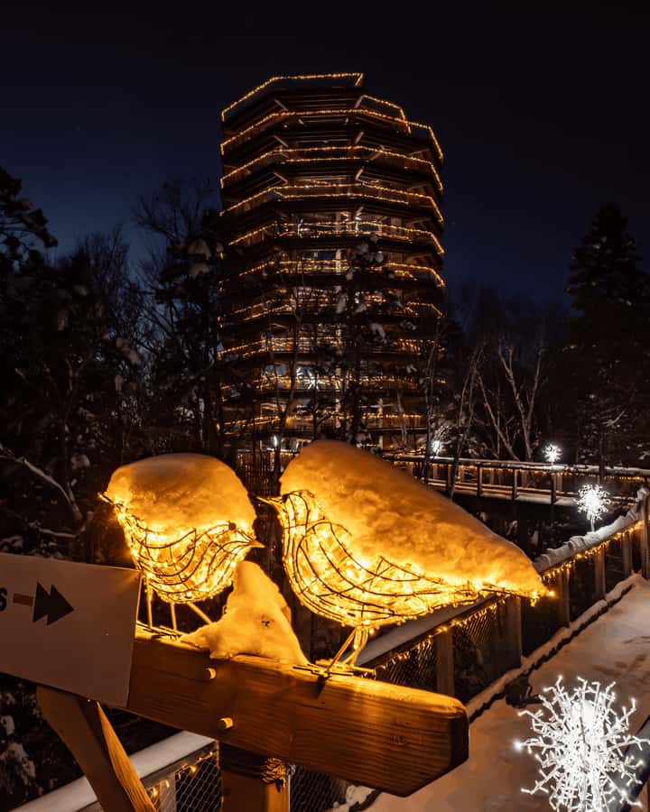 Mont-Tremblant: Treetop Observatory and Self-Guided Walk - Price and value at about $35 per person