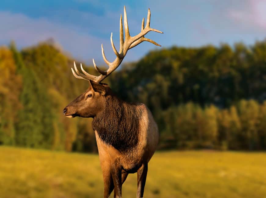 Montebello, QC: General Admission to Parc Omega - Key Things I’d Plan Around