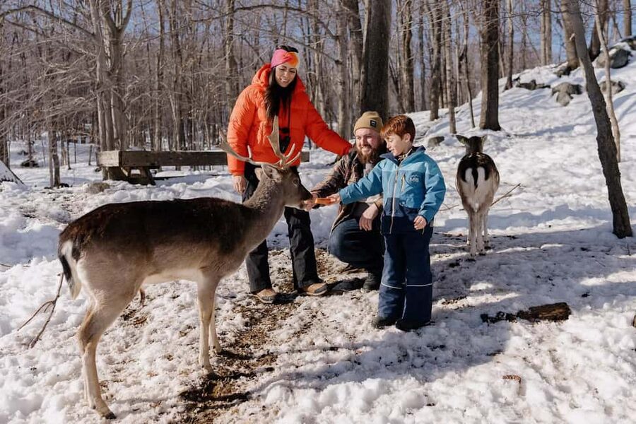 Montebello, QC: General Admission to Parc Omega - Deer Feeding With Carrots: The Fun Part, Done the Right Way