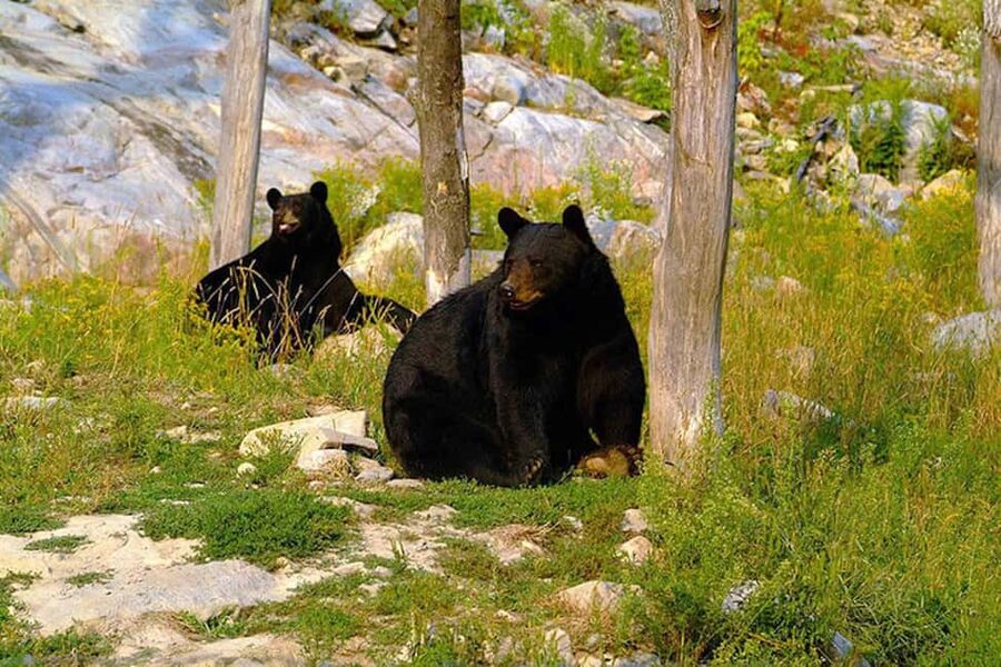 Montebello, QC: General Admission to Parc Omega - Heritage Stops: Trading Post, Old Farm, and Sugar Shack