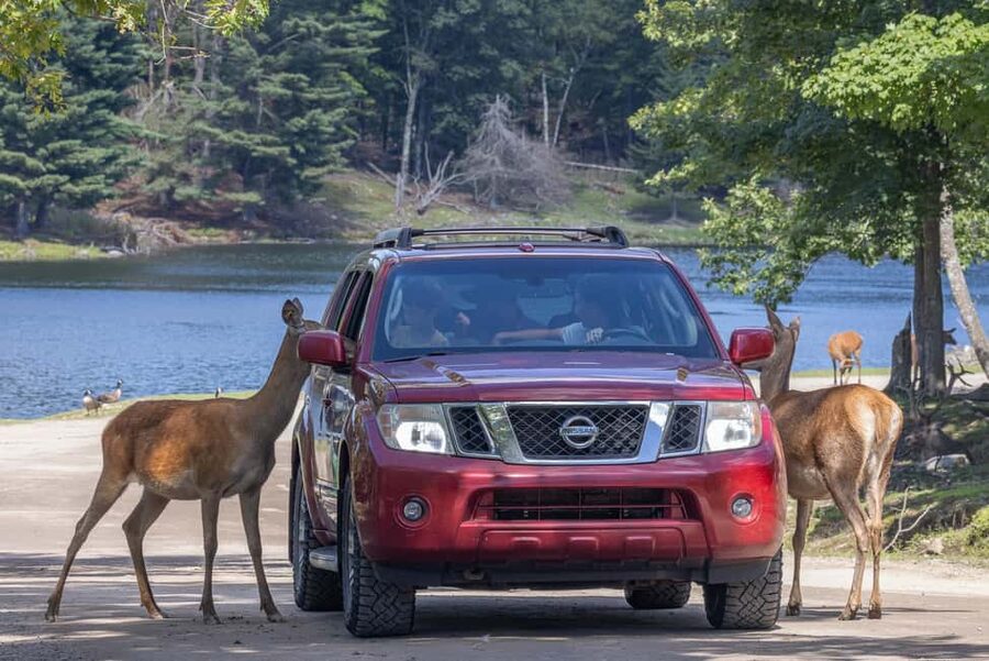 Montebello, QC: General Admission to Parc Omega - Animal Presentations and Walking Areas: Add Variety Beyond the Car