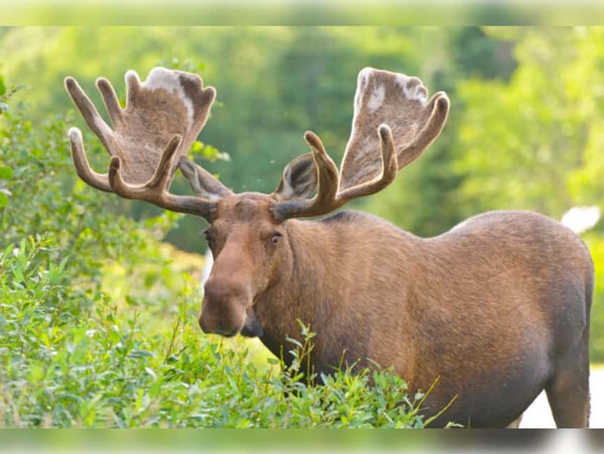 Montebello, QC: General Admission to Parc Omega - Price and Value: Is $43 Worth It?