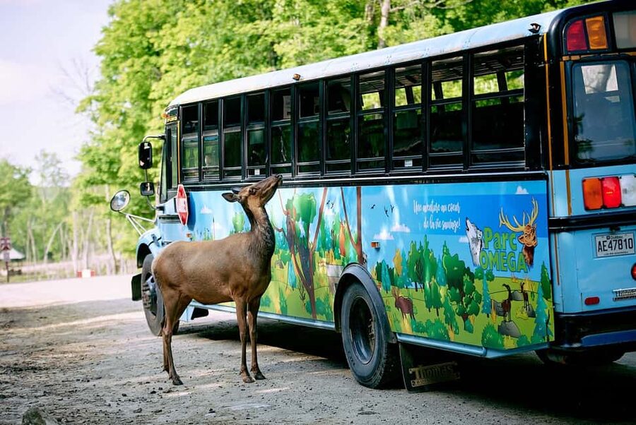 Montebello, QC: Morning VIP Tour at Parc Oméga - Feeding Stops Up Close: The Best Part, Done with Care