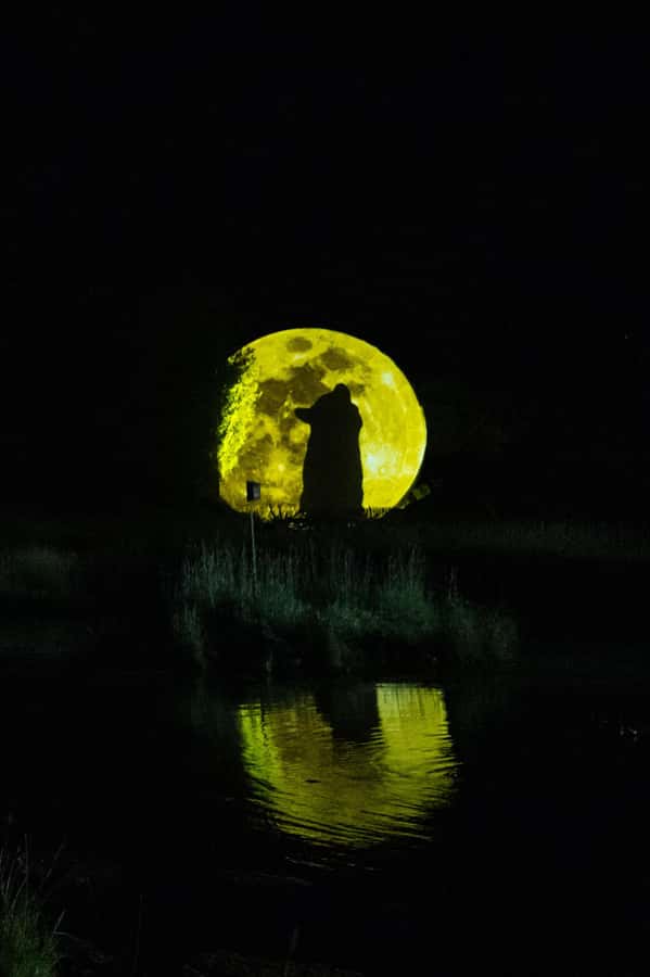 Montebello, QC: Omega Park ONIRO Immersive Experience at Night - Inside the Forest Show: Projections, Sound Stories, and Music