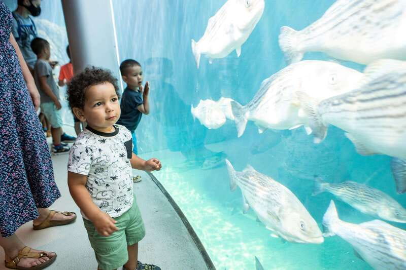 Montreal: 5 Attractions Pass - Reservation Reality Check, and How to Avoid Stress
