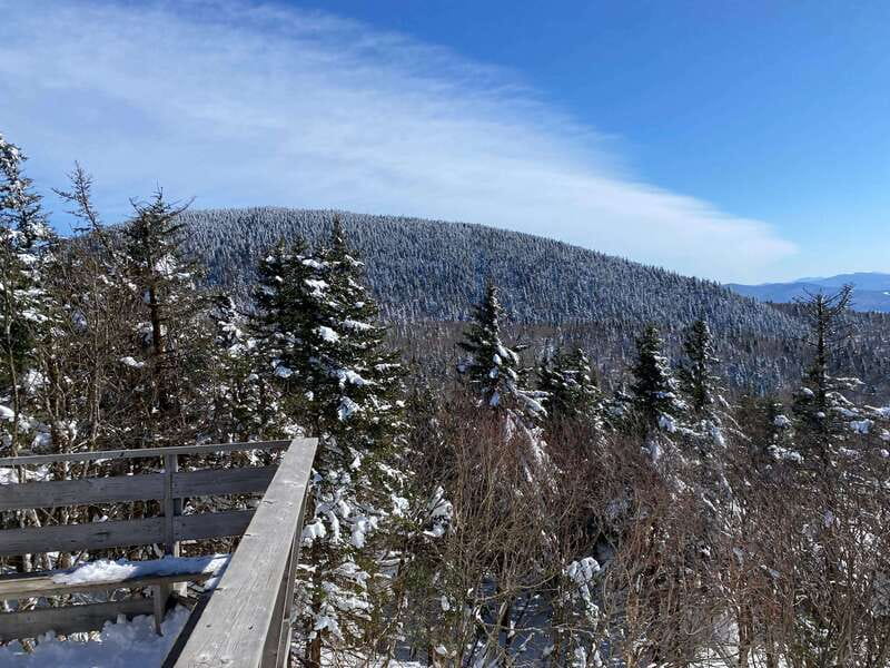 Montreal: Canadian Forest Guided Tour by Snowmobile - Wildlife spotting in the Launrentides: how to actually see animals