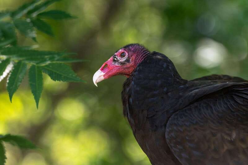 Montreal: Ecomuseum Zoo Entry Ticket - A quick outdoor escape from downtown Montreal