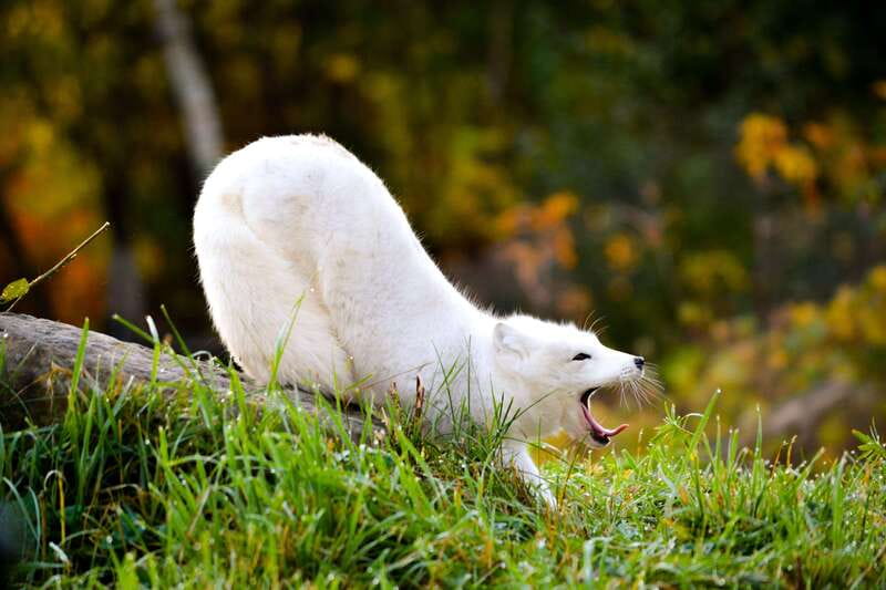 Montreal: Ecomuseum Zoo Entry Ticket - Habitat-style exhibits and the point of seeing behavior