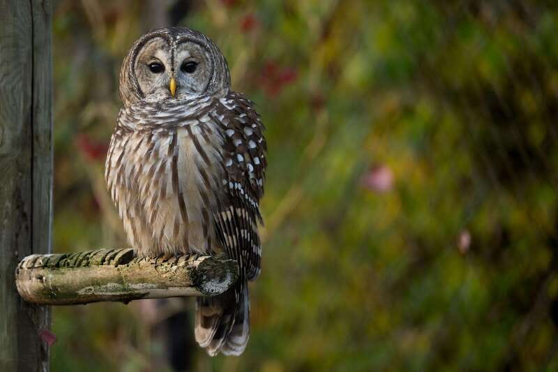 Montreal: Ecomuseum Zoo Entry Ticket - Mammals and birds: watching Québec wildlife with context