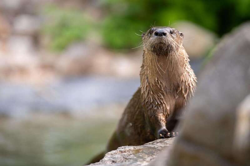 Montreal: Ecomuseum Zoo Entry Ticket - Daily presentations and how to make your timing work