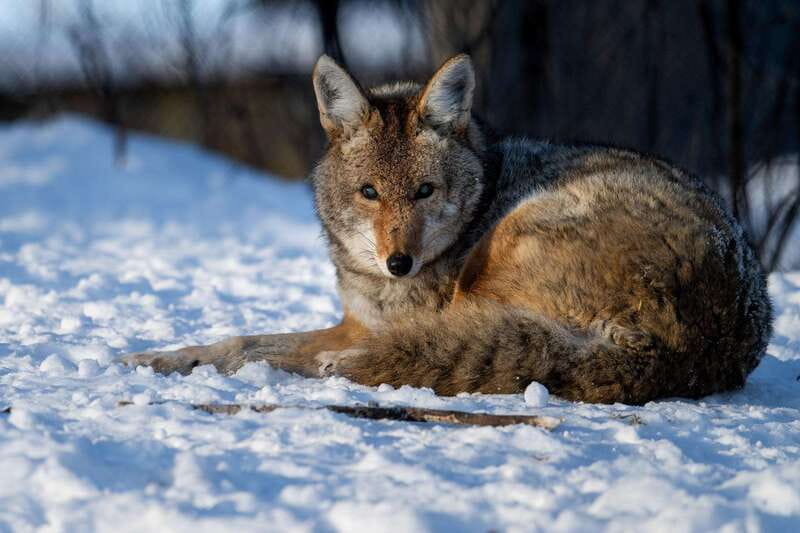 Montreal: Ecomuseum Zoo Entry Ticket - Family-friendly experience, with a real-world winter reality