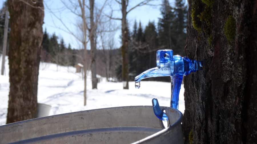 Montréal: Maple Syrup Tasting Conference! - The group size and guide energy that make it work