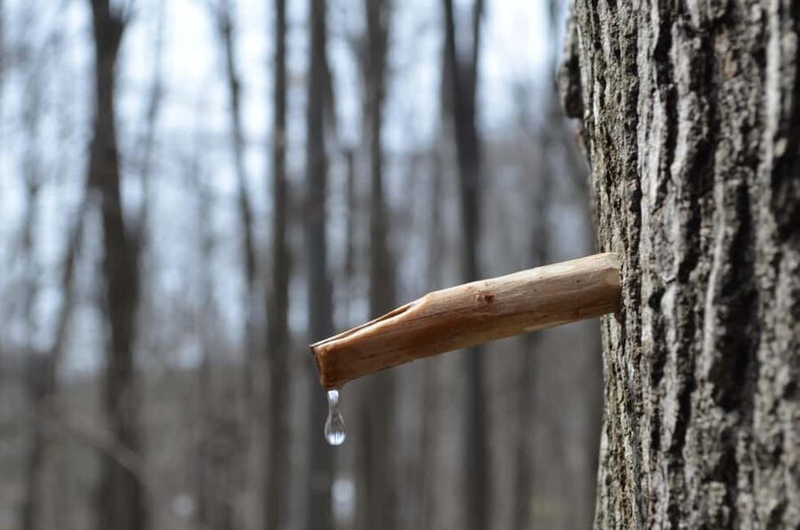 Montreal: Maple Syrup Tour with Sugar Shack & Local Cuisine - Quick Practical Checklist Before You Go