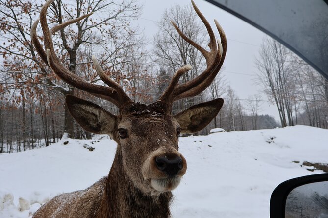 Montreal: Omega Park Canadian Wildlife Safari Adventure - Why Parc Omega Works So Well on a Montreal Day Trip