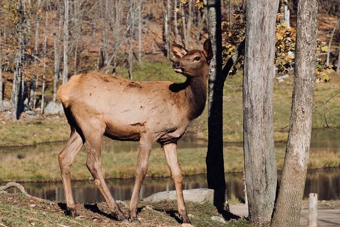Montreal: Omega Park Canadian Wildlife Safari Adventure - The Ethics and “Close Without Chaos” Approach