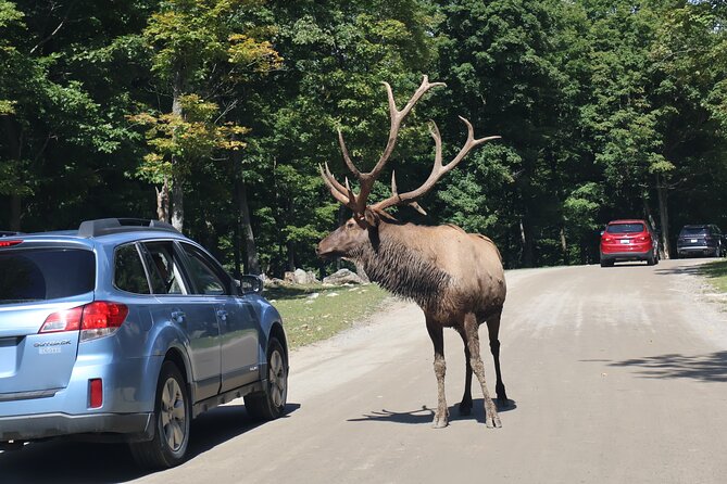 Montreal: Omega Park Canadian Wildlife Safari Adventure - Pricing and Value: Is $315.49 Per Person Worth It?