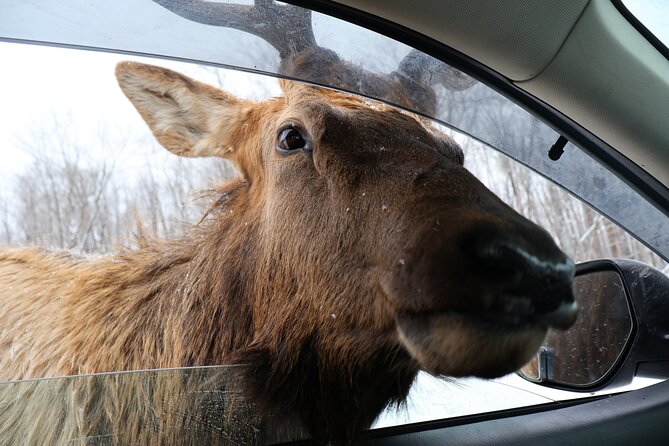 Montreal: Omega Park Canadian Wildlife Safari Adventure - Guides, Pacing, and Why People Rate This So High
