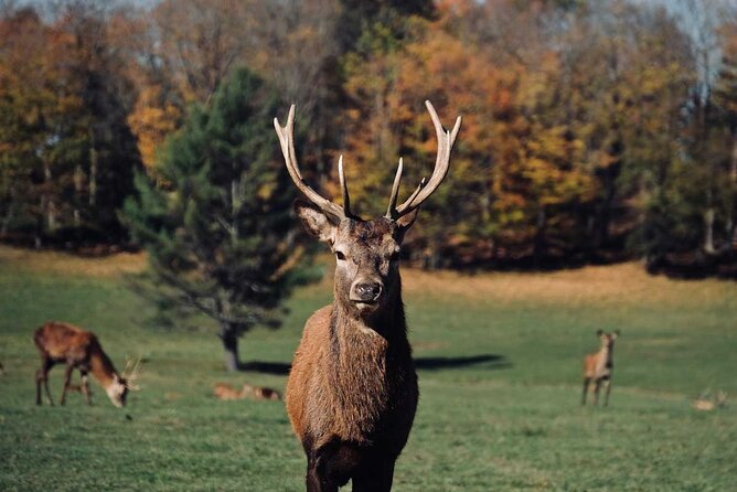 Montreal: Omega Park Canadian Wildlife Safari Adventure - Season and What Changes When You Go