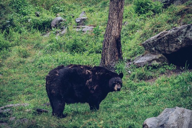 Montreal: Omega Park Canadian Wildlife Safari Adventure - Logistics That Make This Day Easier Than You Think