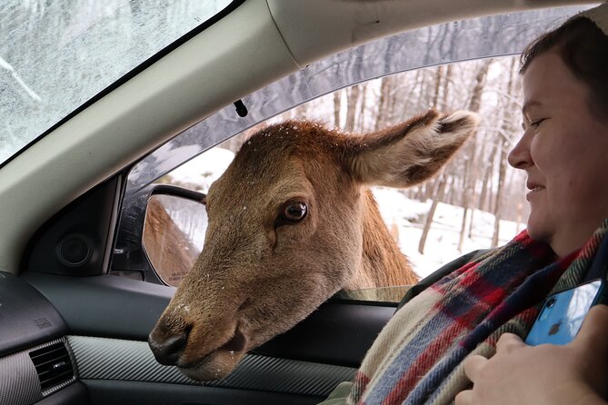 Montreal: Omega Park Canadian Wildlife Safari Adventure - The 1-Hour Walking Window: Deer Carrots, Forest Trails, and Seasonal Demos