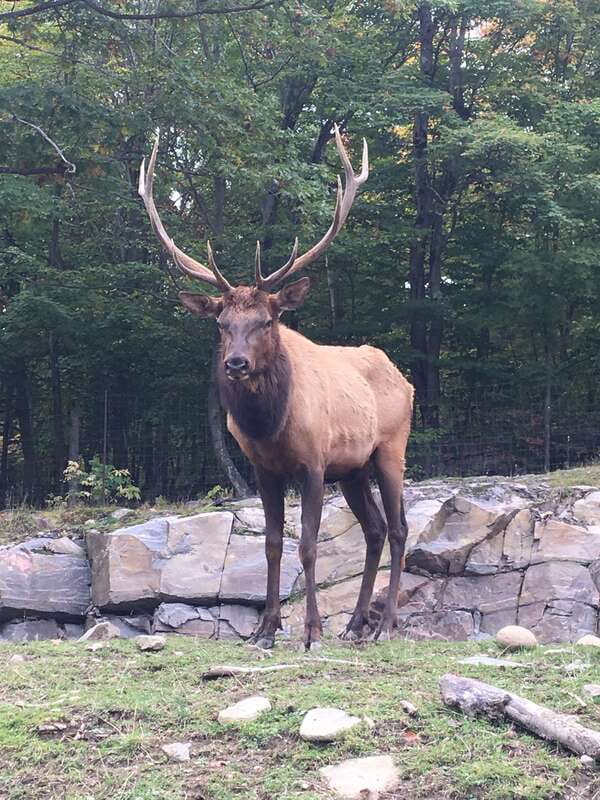 Montreal: Private Day Tour to Parc Omega & Montebello Lodge - Key things that make this tour worth your time
