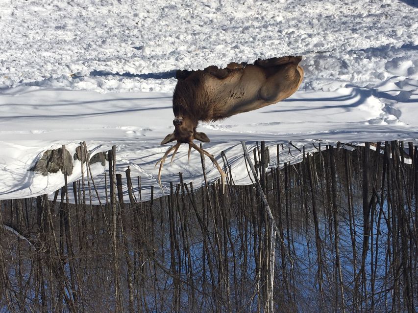 Montreal: Private Day Tour to Parc Omega & Montebello Lodge - Price and value: is $348 per person fair?