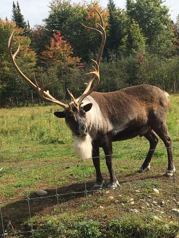 Montreal: Private Day Tour to Parc Omega & Montebello Lodge - How the private 8-hour day runs, start to finish