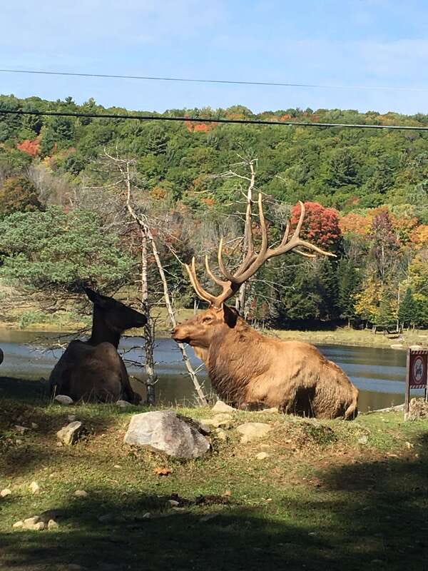 Montreal: Private Day Tour to Parc Omega & Montebello Lodge - Car window encounters: deer, carrots, and the fun kind of chaos